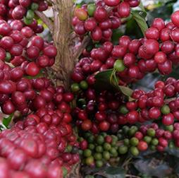 成熟的红咖啡樱桃生长在灌木丛中，准备收割，危地马拉，推荐买球平台. 